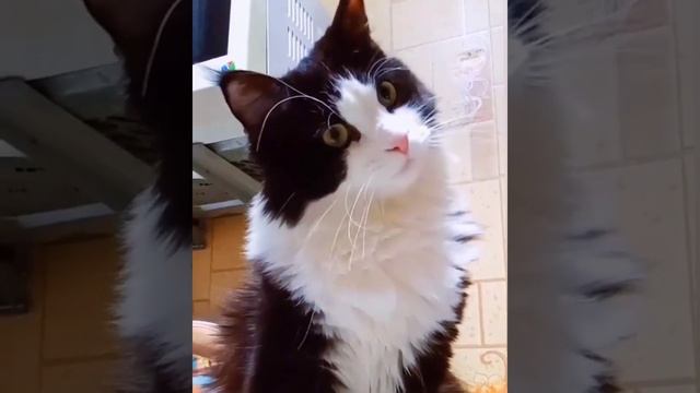 Особенности Кошек Разных Окрасов #кошки смотреть онлайн