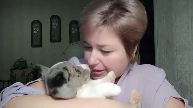 Голубоглазое счастье) Мальчик вельш корги кардиган 2 смотреть онлайн