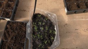 Пикировка рассады цветов, сурфиния и брахикома
