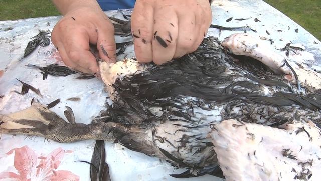 КАК ОЩИПАТЬ УТКУ//ОЩИП УТОК В РУЧНУЮ // СЕКРЕТНАЯ ТЕХНОЛОГИЯ смотреть онлайн