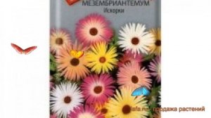 Мезембриантемум обыкновенный Искорки (iskorki) ? обзор: как сажать, семена мезембриантемума Искорки