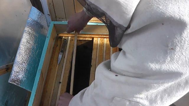 Семья пчёл "карника" перезимовала. смотреть онлайн