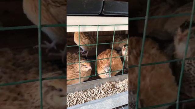 Клетка для перепелов из стеллажа,доработанная своими руками! смотреть онлайн