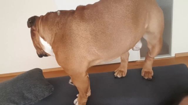 English Bulldog happy to see mommy back. Can't go a minute without going nuts :))) смотреть онлайн