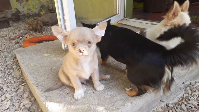 чихуахуа Кастропуло Крым Симферополь смотреть онлайн