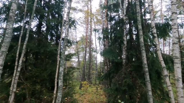 Охота #270 много гончих на лису и зайца смотреть онлайн
