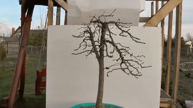 Galagonya bonsai - Crataegus monogyna смотреть онлайн