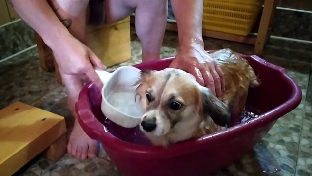 Супер..Буся.!!! смотреть онлайн