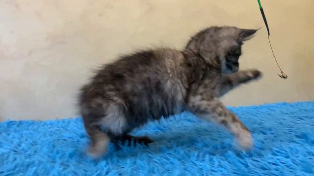 Indi-2ч.Питомник мейн кун котят "Суламита". г. Воронеж смотреть онлайн