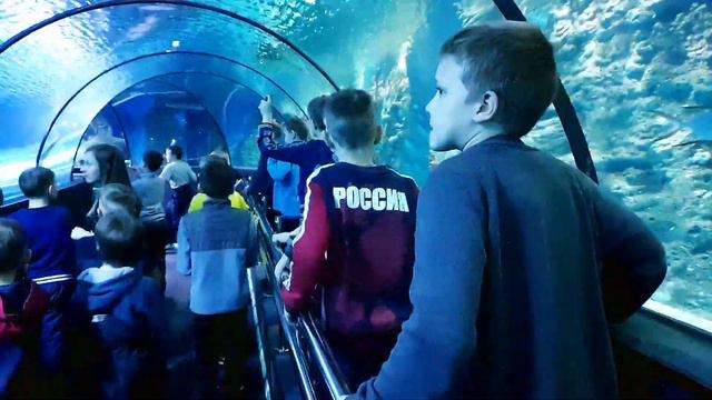 ФИЛИН 2010 🦉🏒 ОКЕАНАРИУМ ФЕВРАЛЬ'19 смотреть онлайн