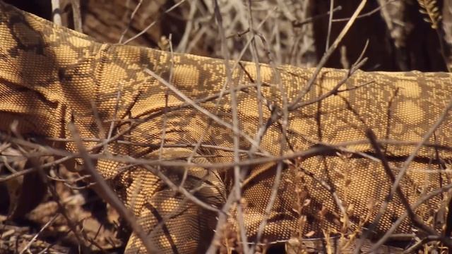 Tim Rescues Some Starving Baby Bush Stone-Curlews! ? | Wild Life Of Tim Faulkner S02E11 | Untamed смотреть онлайн