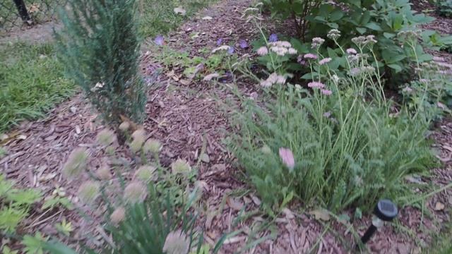 What's Blooming - end of July- Coneflowers, Agastache, Hibiscus, Zinnias and More! смотреть онлайн