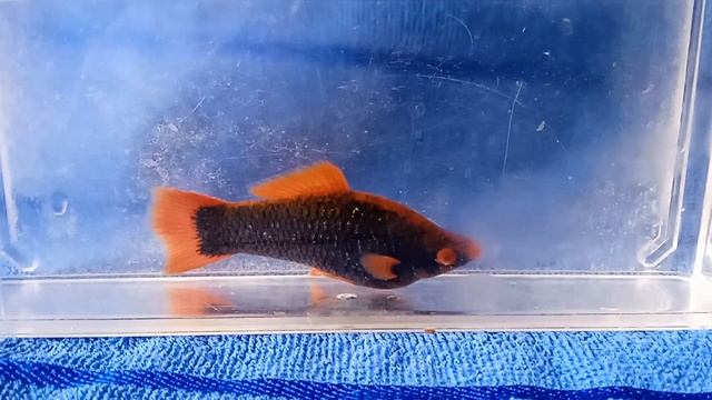 немного о самцах черного меченосца смотреть онлайн