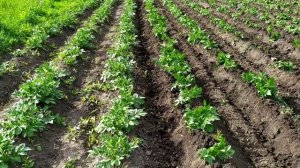 Окучивание картофеля самодельным окучником на минитракторе.