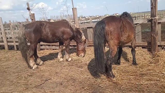 Лошади встретились смотреть онлайн