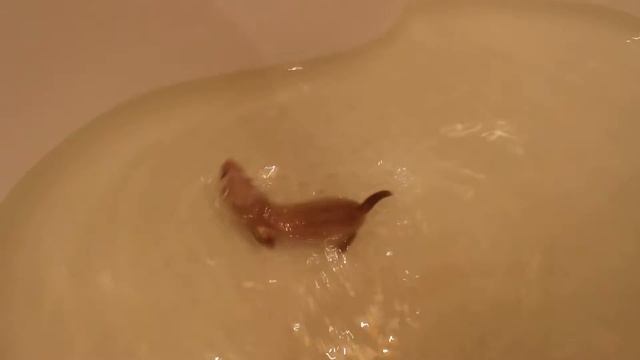 Король Джулиан купаеся,голос как у ребёнка