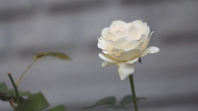 Проба Canon 60D. 
Последний раз, когда вы видите Бусю?