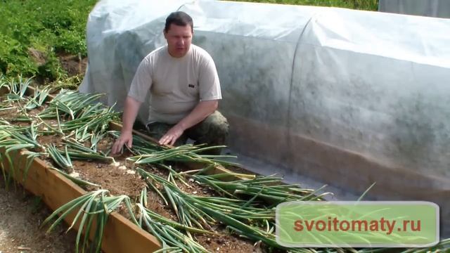 Выращивание лука репки без лишних хлопот смотреть онлайн