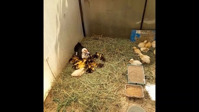 Утята пород "Стар-53" и "Мускусная утка или индоутка" смотреть онлайн