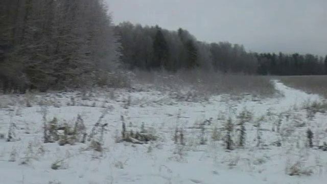 Охота на лося в Подмосковье. Moose hunting near Moscow смотреть онлайн