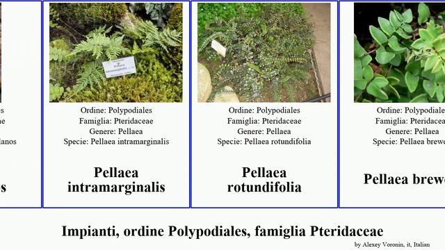 Impianti, ordine Polypodiales, famiglia Pteridaceae pellaea pteris vittaria plants nana japonica смотреть онлайн