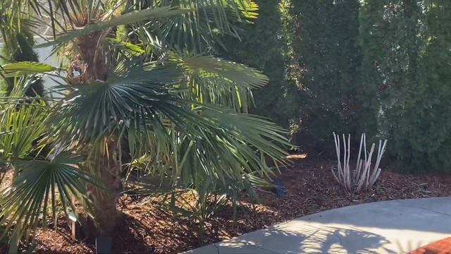 Trachycarpus Fortunei Growth Rates