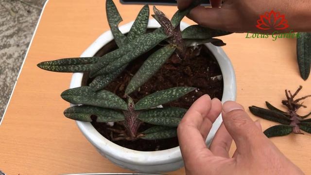 How To Grow Paphiopedilum Micranthum Orchids In Pots At Home