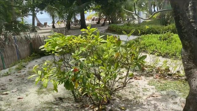 MALDIVES BANDOS 2020.МАЛЬДИВЫ, ЭКСКУРСИЯ ПО ОСТРОВУ, МАЛЬДИВСКИЕ ЛИВНИ В СЕНТЯБРЕ. КРАСИВЫЙ ОСТРОВ смотреть онлайн