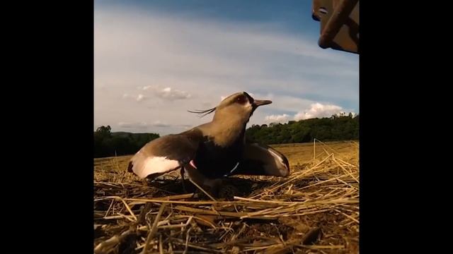 О жизни пернатых смотреть онлайн