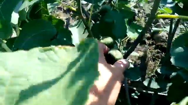 Удобрение инжира смотреть онлайн