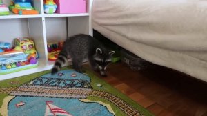 Какие игрушки выберет енот?