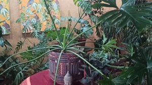 Филодендрон Селло(двоякоперистый) Philodendron bipinnatifidum).