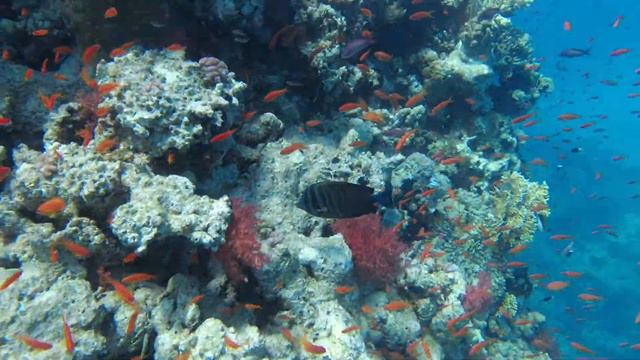 Дайвинг в красном море. Шарм Ель Шейх, заповедник Рас-Мохаммед смотреть онлайн