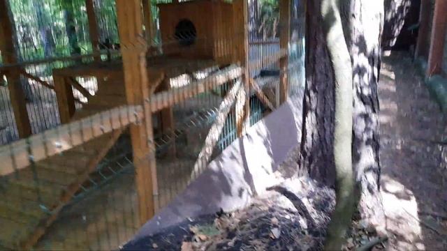 Алиса - лиса. Обзор вольера для лис, волков, собак, енотов и других животных. Ссылка на чертежи. смотреть онлайн