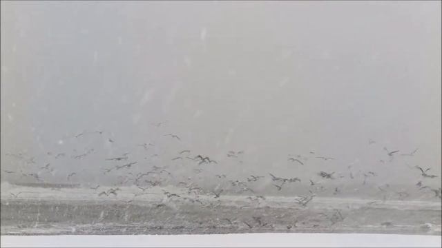 SNOW in Holland / СНЕГ в Голландии смотреть онлайн