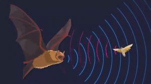 ЭХОЛОКАЦИЯ - Удивительная способность летучих мышей