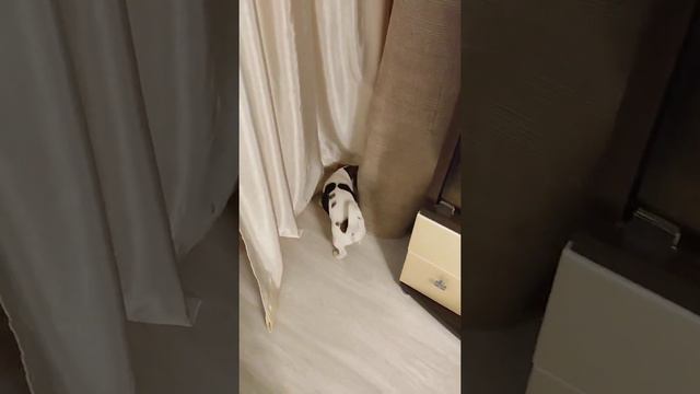 Щенок Джек Рассел терьер смотреть онлайн