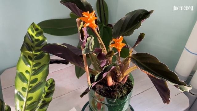 Адаптация калатей. Обзор цветущих орхидей (фаленопсисов). смотреть онлайн