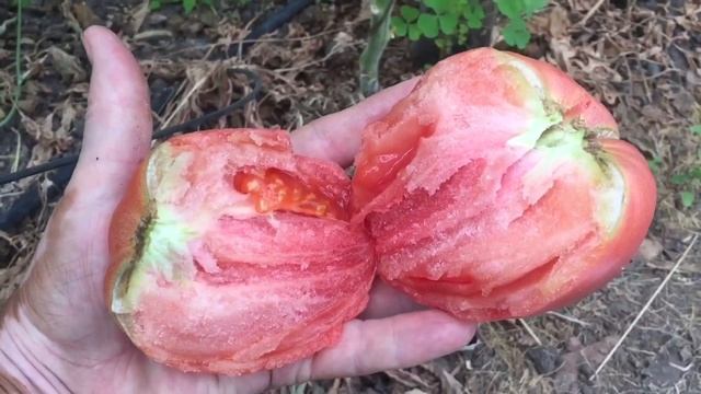 Томат " Мамонт немецкий "с арбузной мякотью. смотреть онлайн