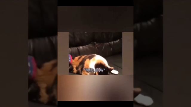 ПРИКОЛЫ С ЖИВОТНЫМИ СМЕШНЫЕ ЖИВОТНЫЕ С ОЗВУЧКОЙ/СМЕХ ДО СЛЕЗ/COOLI/JOKES/FUNNYANIMAL/COOL смотреть онлайн