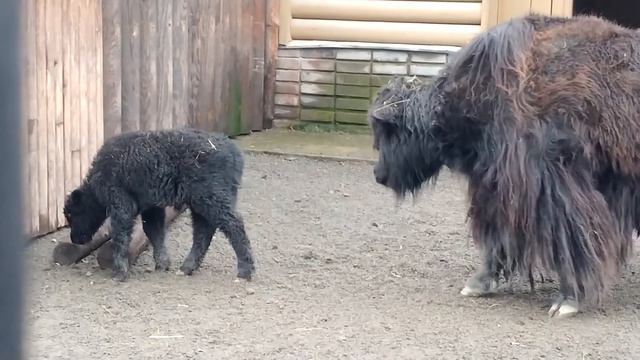Пополнение у домашних яков в Московском зоопарке смотреть онлайн