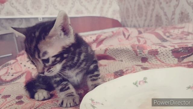 Мраморный бенгал