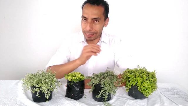 SEDUM, Cuidados Básicos. UBICACIÓN, RIEGO, SUSTRATO Y NUTRICIÓN