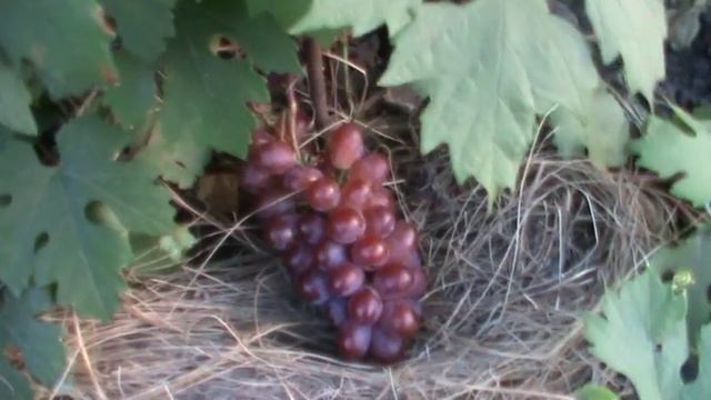 ГФ ВИНОГРАДА Бурдак А В смотреть онлайн