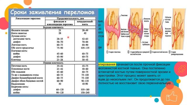 Лекция травматология и ортопедия 2: Кость,ПЕРЕЛОМ, консолидация. смотреть онлайн