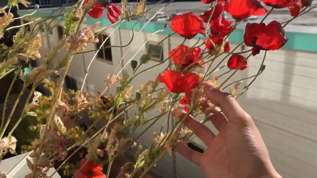 Garden Update (July 14) - it's the growing season смотреть онлайн