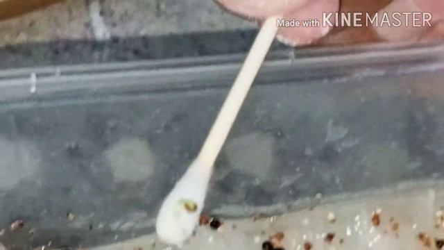 DIY Succulent Seeds смотреть онлайн