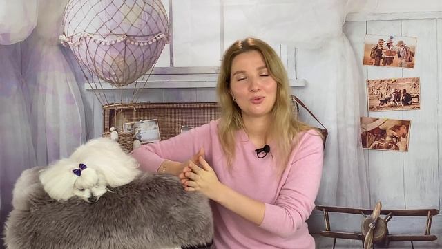Плюсы и минусы породы мальтезе. смотреть онлайн