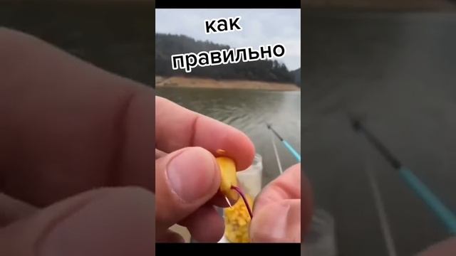 Как правильно насаживать кукурузу #лайк #подписка #fishing #рыбалка #приманка смотреть онлайн