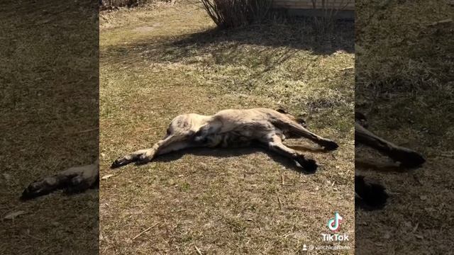 Всё лежу, и лежу… а в чём ещё смысл, кроме как получать кайф от жизни!? Преса канарио смотреть онлайн